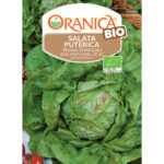 BIO salata puterica majska kraljica