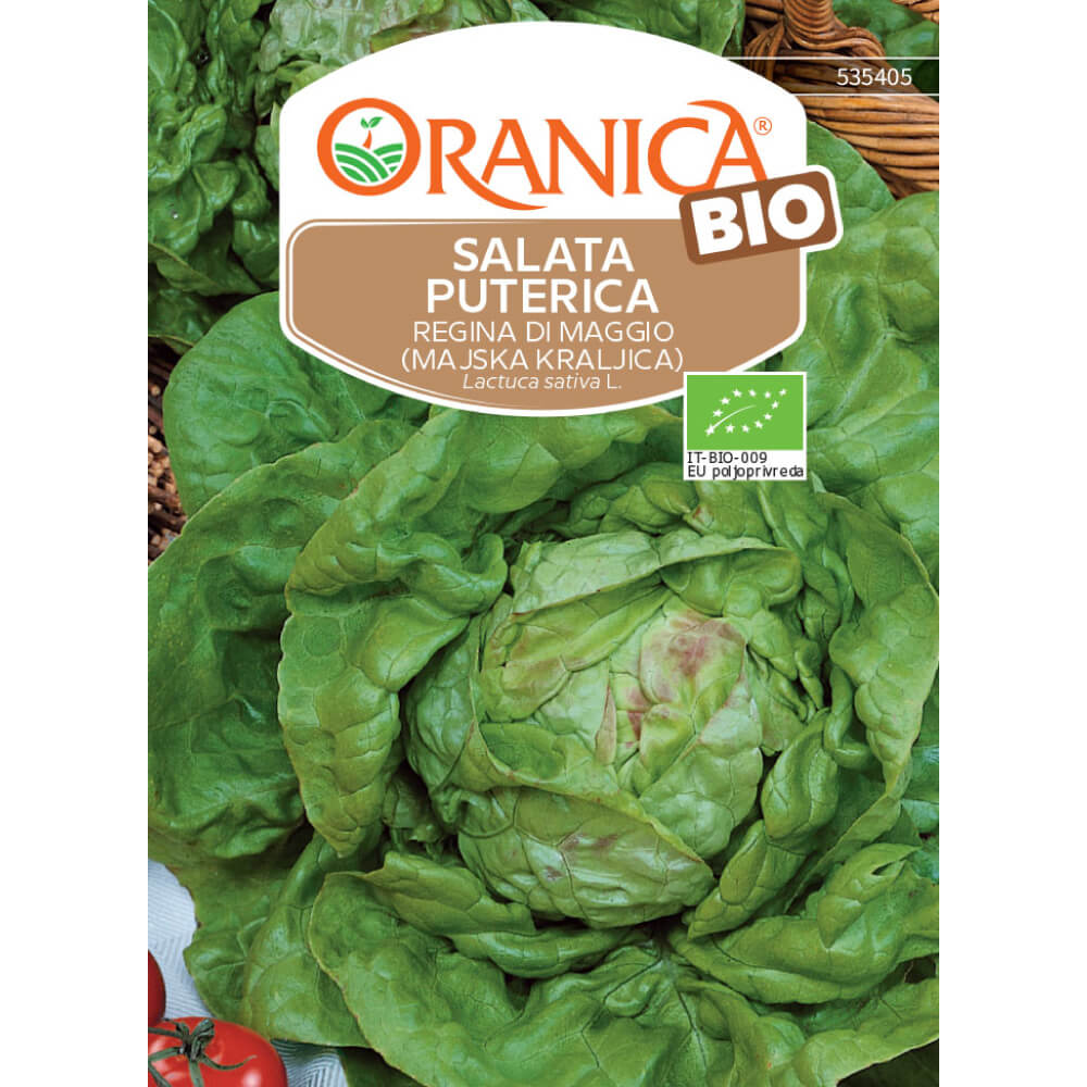 BIO salata puterica majska kraljica