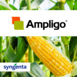 Ampligo insekticid