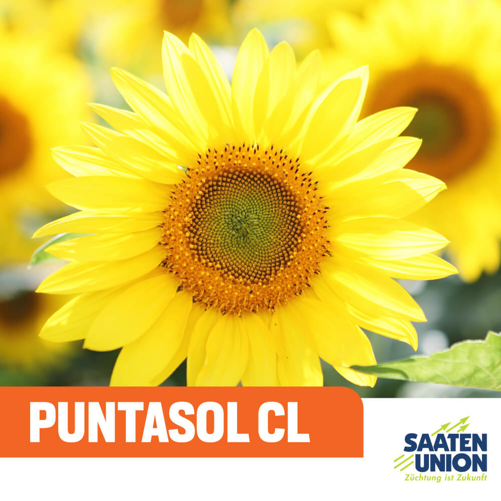 Saaten Puntasol CL suncokret