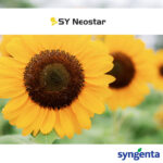 Syngenta Neostar suncokret