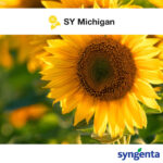 Syngenta Michigan suncokret
