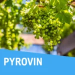 Pyrovin za bijelo vino