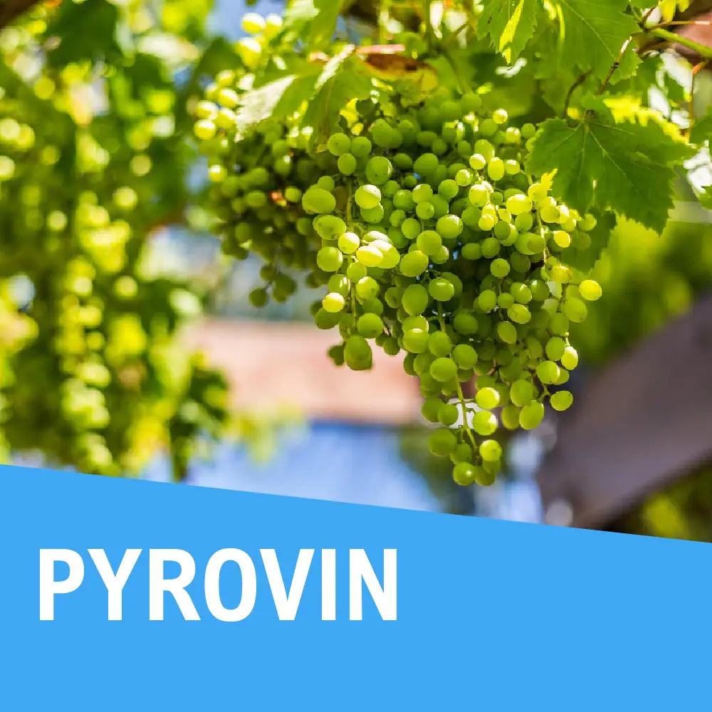 Pyrovin za bijelo vino Pyrovin za bijelo vino