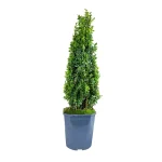 Buxus Semp Pyramide