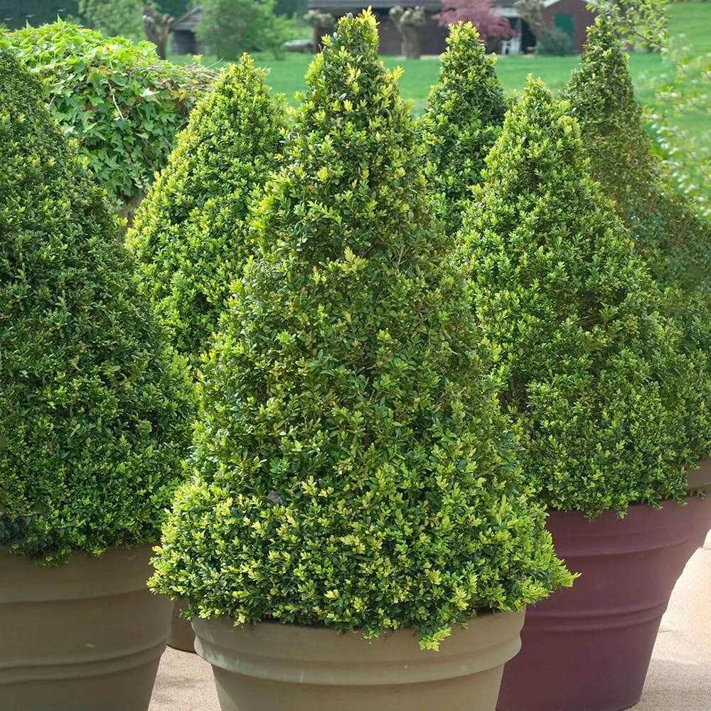Buxus Semp Pyramide