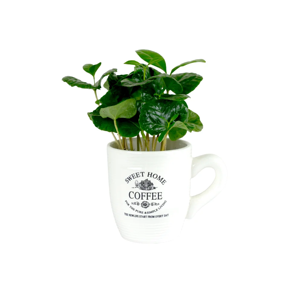 Coffee arabica u šalici