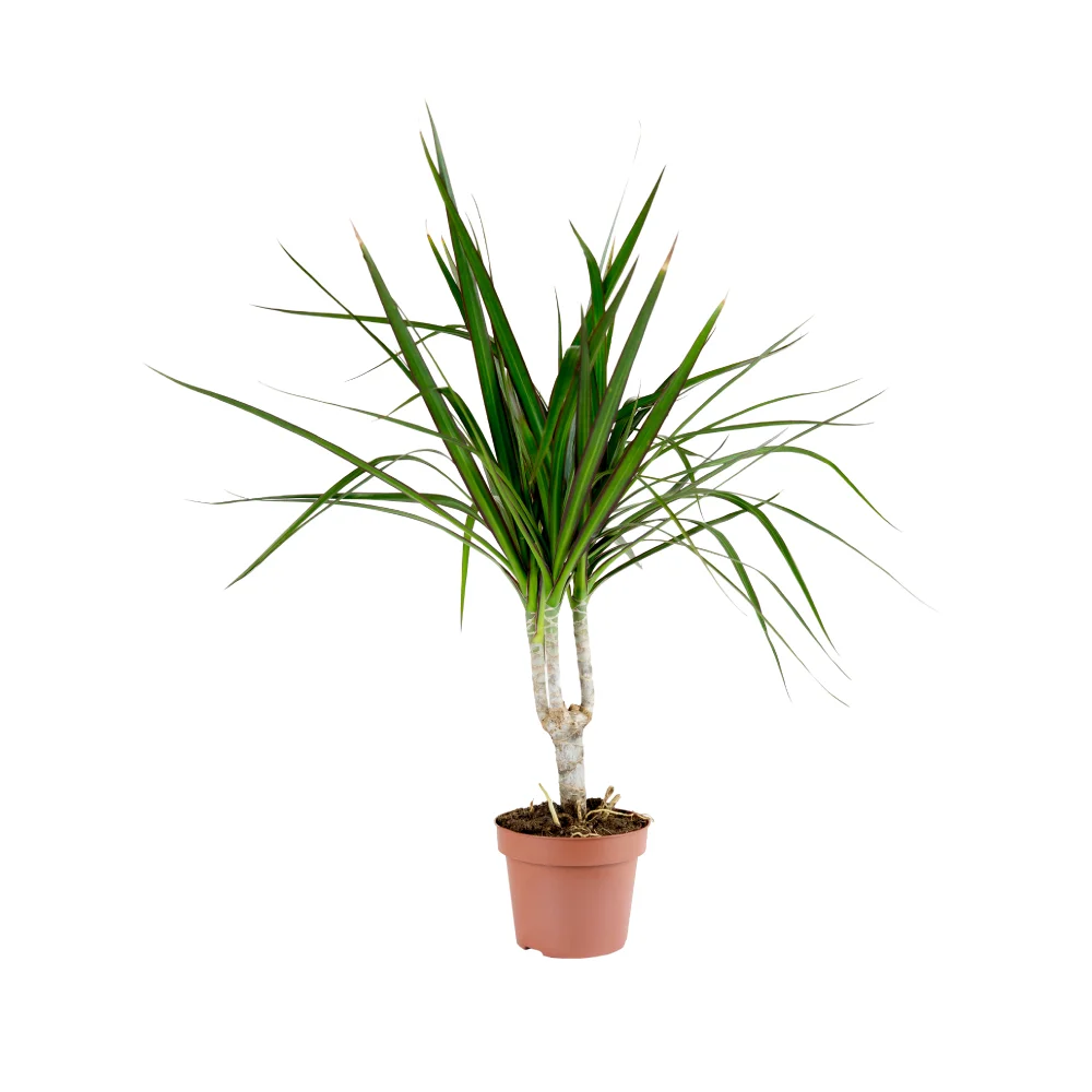 Dracaena Marginata fi 11