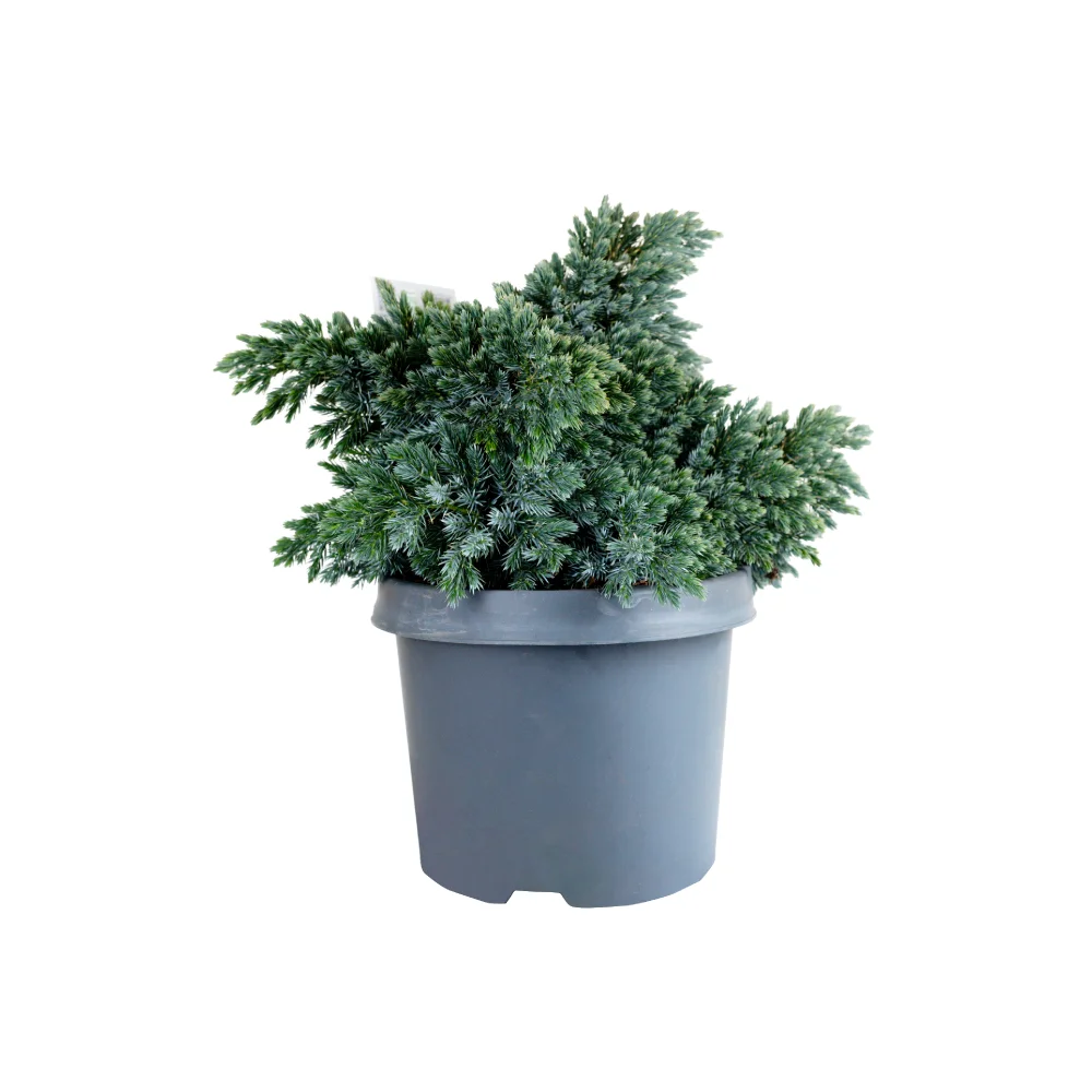 Juniperus squam Blue Star