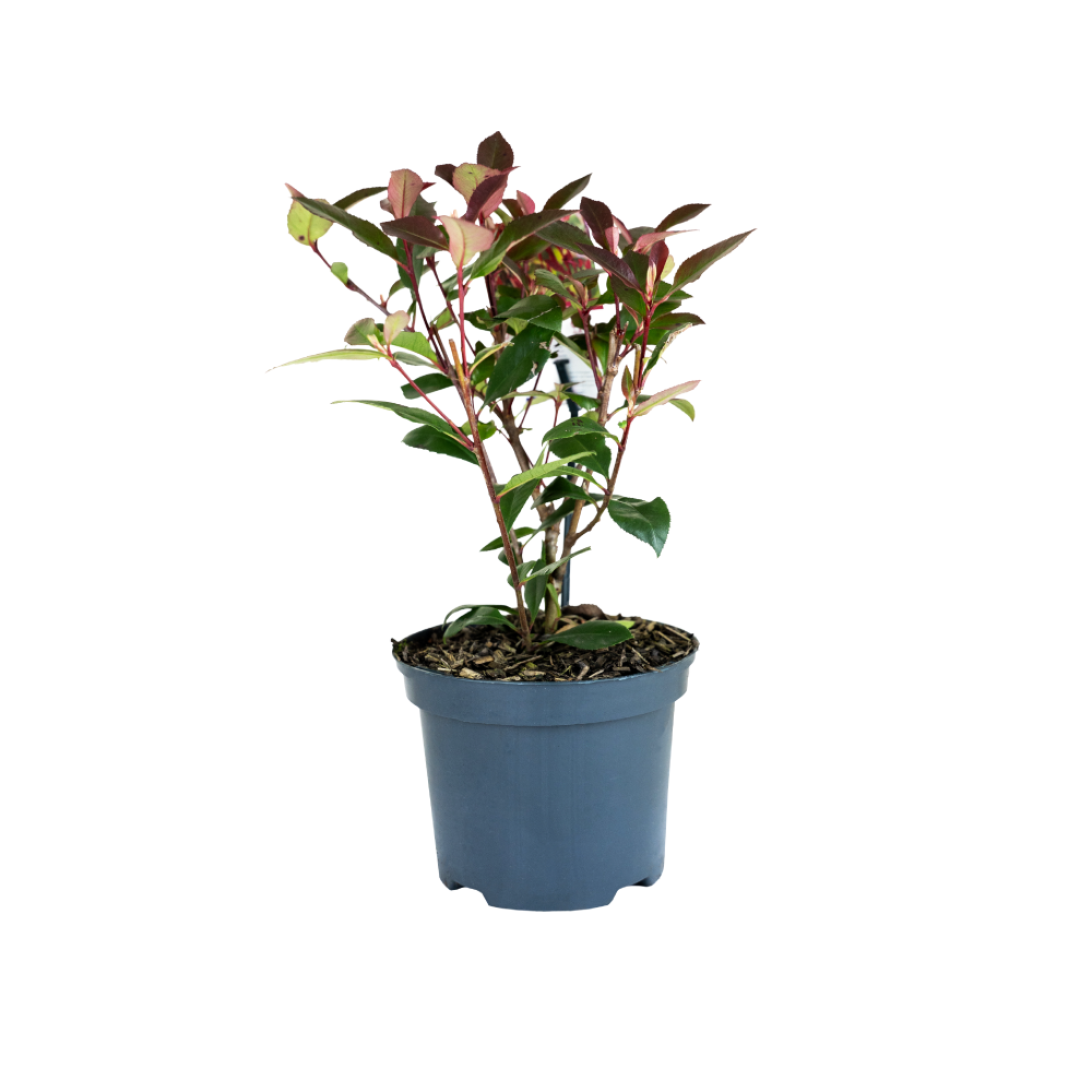 Photinia Fraseri Carrie Rouge